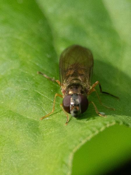 Slanke driehoekszweefvlieg (Melanostoma scalare)